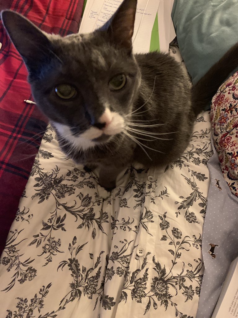 janabrownbear's tweet photo. This sweet 19 year old fella, Quarterpint by name. #oldpets https://t.co/kVzmULNohQ
