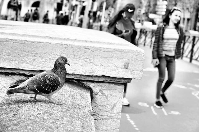 SlyDeshaies's tweet photo. Le pigeon parisien
#streetofparis #paris #parisien #streetphoto #birdsofparis https://t.co/hkH3qb4yvD https://t.co/bygMAVowVq