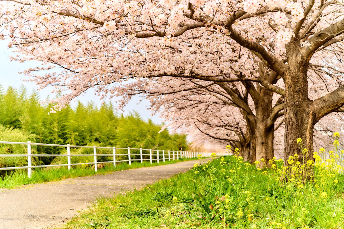 Tokina در توییتر 本動堂 鮎川橋からr254まで 鮎川沿いに続く桜並木 藤岡の桜スポット数あれど 桜並木は市内唯一 となるのかな どの有名な桜の名所より 個人的にはここの桜が一番好きです W 只今満開 綺麗ですよ 群馬 藤岡市 春 桜 さくら 満開