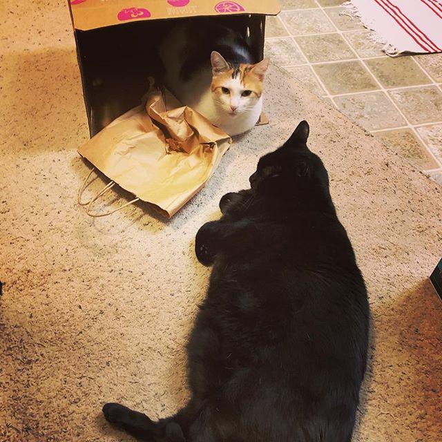 CurtisCChen's tweet photo. Meanwhile, near the kitchen
#latergram #caturday #alicecat #tyecat https://t.co/YuyOyWD4p0