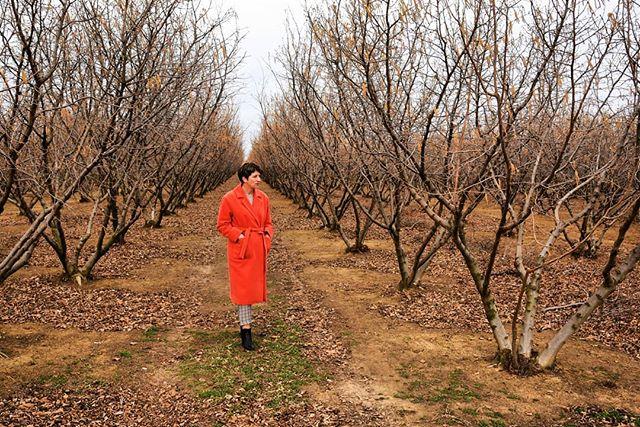 CroatiaTips's tweet photo. #Hazelnut #plantation just next to the vineyards in #Slavonia. https://t.co/DOH9721fjw https://t.co/bG86g0rooc