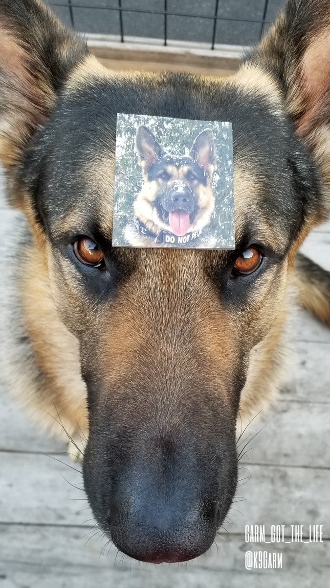 K9Garm's tweet photo. It's giveaway time! 😁

2 winners will receive a #K9Garm magnet, a custom nametape and a #moosedog pawtograph!

Rules: 
1. Must be following @K9Garm, @Love4PoliceDogs and @k9sofvalor

2. Like, comment, &amp; RT!

Winners will be chosen on Wednesday! Good luck! 😊 https://t.co/f7G91wjMoi