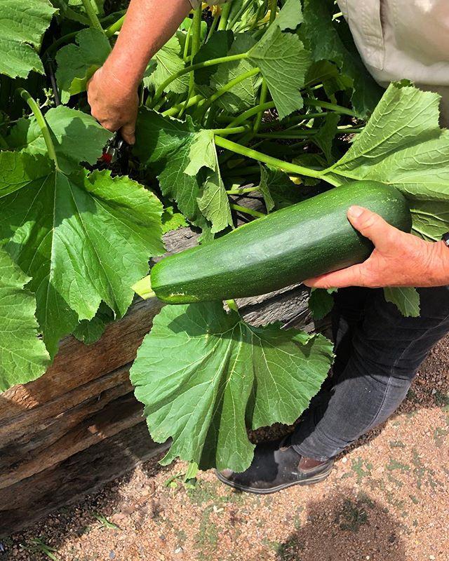 We mean business with our paddock to plate philosophy... beautiful vegetables from our brother @farmclubau straight to the Imperial weekly... 🥬🥒🍆🌶🥦🥕 #sustainableliving #paddocktoplate #southernhighlands #farmfreshtoyou #sydneypubs #organicvegetables bit.ly/2Uk8o2q