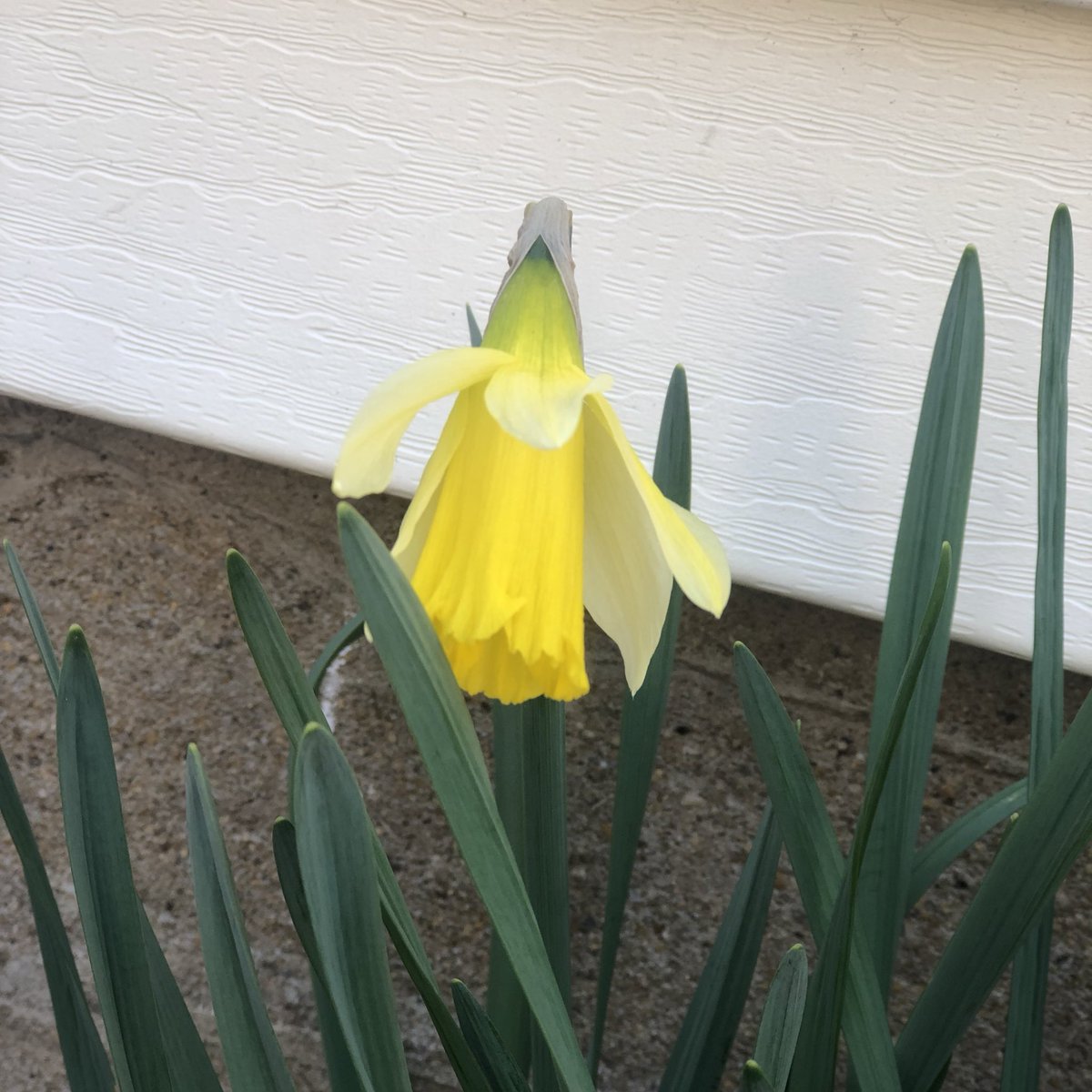 CarsonSieving's tweet photo. First daffodil of the season! #FtMadison https://t.co/F3KKXyjsMe