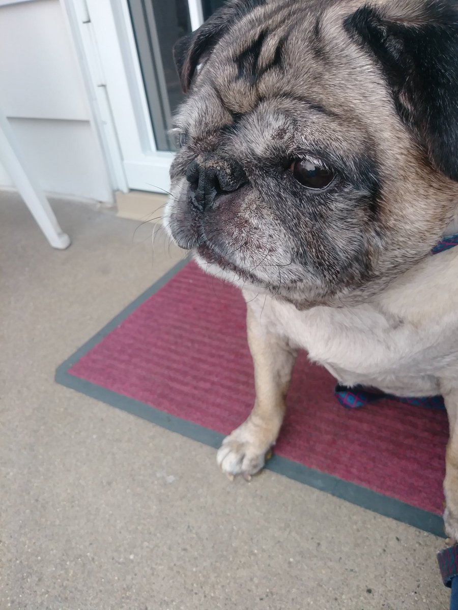 DenathePug's tweet photo. Hello friends. I just want to let you know I love you so much and thank you for being my friend, liking m y photos and replying to my tweets. You are special to me and I love your friendship. Thank you for being in my life. I am going to be gone for a while. https://t.co/7psK2enpAb