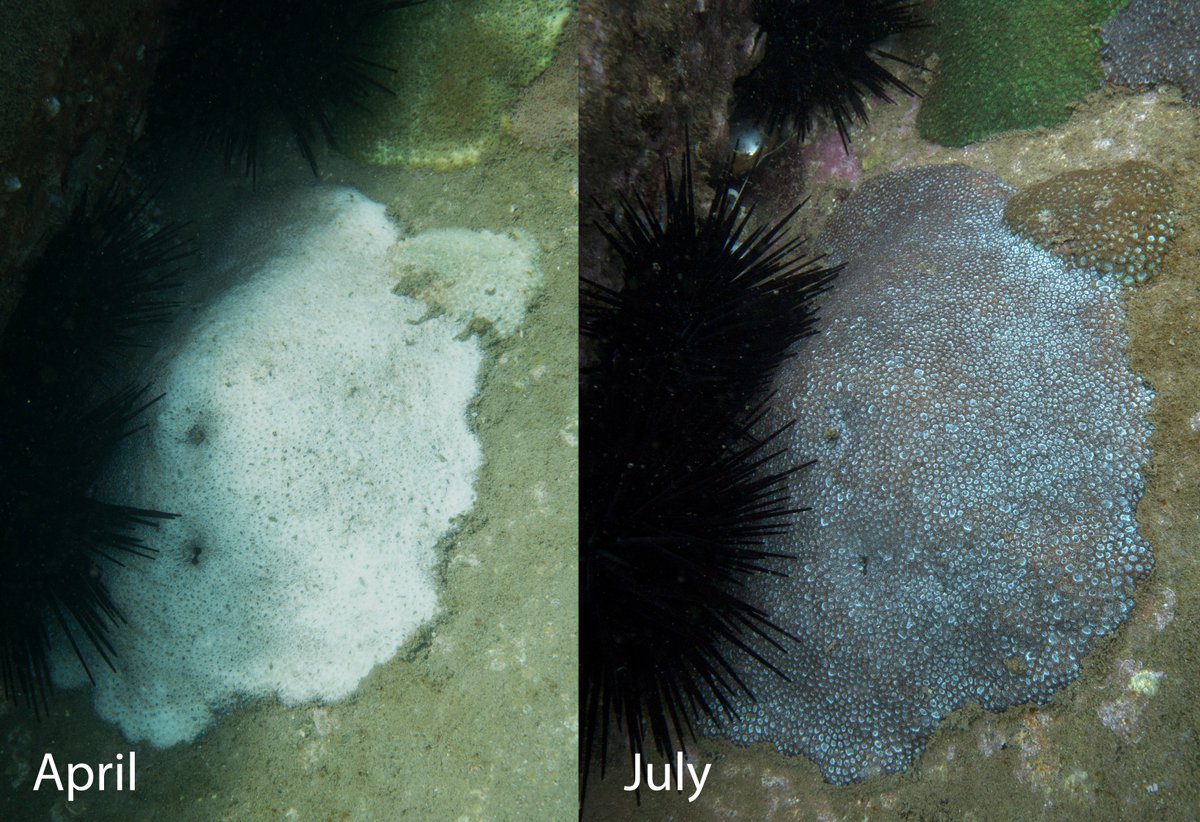 Matthew Nitschke (@mattrnitschke) on Twitter photo Check out our publication on the mass bleaching and recovery of a Sydney Harbour coral! Bit of everything in here - benthic surveys, photophys, calcification, Symbiodiniaeceae, & microbiome! doi.org/10.1007/s00338… <a href="/SamanthaGoyen/">Samantha Goyen</a> <a href="/DavidJSuggett/">David J Suggett</a> <a href="/emmafcamp/">Emma Camp</a> <a href="/UTS_Science/">UTS Science</a> <a href="/uts_c3/">UTS C3</a> Check out our publication on the mass bleaching and recovery of a Sydney Harbour coral! Bit of everything in here - benthic surveys, photophys, calcification, Symbiodiniaeceae, & microbiome! doi.org/10.1007/s00338… <a href="/SamanthaGoyen/">Samantha Goyen</a> <a href="/DavidJSuggett/">David J Suggett</a> <a href="/emmafcamp/">Emma Camp</a> <a href="/UTS_Science/">UTS Science</a> <a href="/uts_c3/">UTS C3</a>