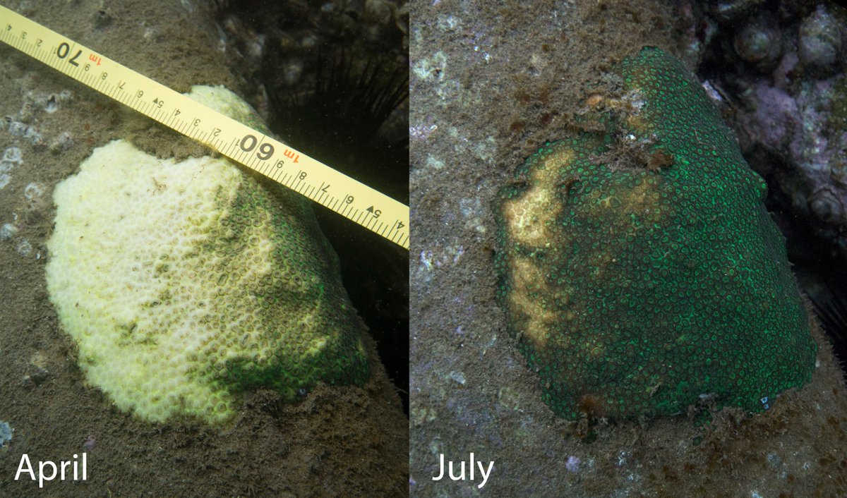 Matthew Nitschke tweet media