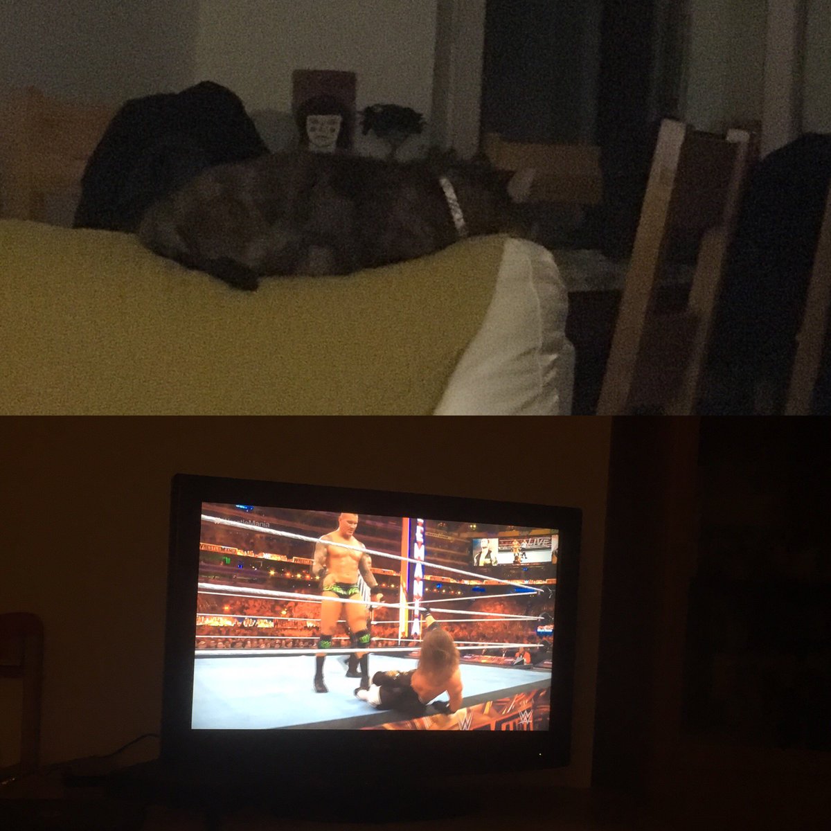 Cadser's tweet photo. #WrestleMania cats *not* watching mania is the new hot trend https://t.co/oFXk45tHfl