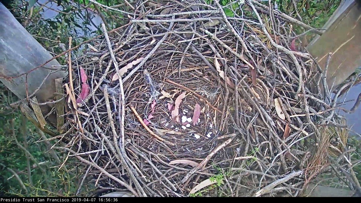 Renorabbit's tweet photo. @VRValicento @QuailPat @Restful_Heart @kittez @presidiosf The Presidio #sfowl #sfhawk nest has been abandoned.  The egg broke on Mama owl Thursday, and you can still see shell fragments in the nest. https://t.co/j7w6uEUPgr