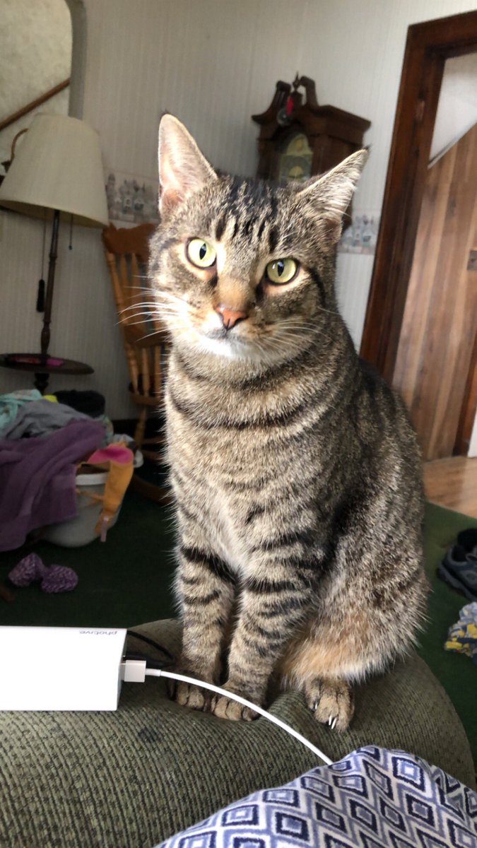 saraweberrr's tweet photo. If anybody has seen my cat,please contact me.he was last seen last night.His name is Atlas and is very friendly. We have gone around the neighborhood looking for him all day and have been calling shelters but no one has seen him. please keep an eye out for my baby boy 😥 https://t.co/W79kOHoKkH