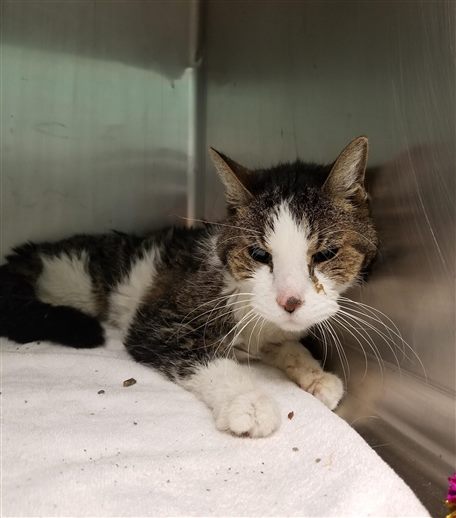 WildeOscarCat's tweet photo. Save sweet darling "BUDDY [who] NEEDS A BUDDY--SENIOR BOY NEEDS LOVING RETIREMENT HOME! Poor ten  year old, Buddy was dumped at the shelter after reportedly not getting  along with the resident cat. He was... https://t.co/3D7BFalKq9 #NYC #cats #sweetheart https://t.co/yVs2EiWJfl