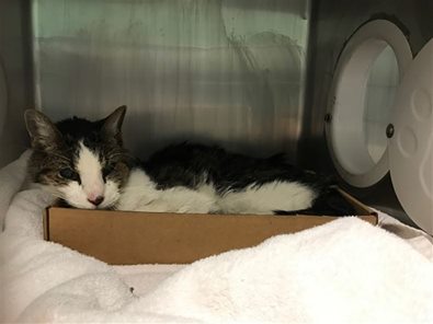 WildeOscarCat's tweet photo. Save sweet darling "BUDDY [who] NEEDS A BUDDY--SENIOR BOY NEEDS LOVING RETIREMENT HOME! Poor ten  year old, Buddy was dumped at the shelter after reportedly not getting  along with the resident cat. He was... https://t.co/3D7BFalKq9 #NYC #cats #sweetheart https://t.co/yVs2EiWJfl
