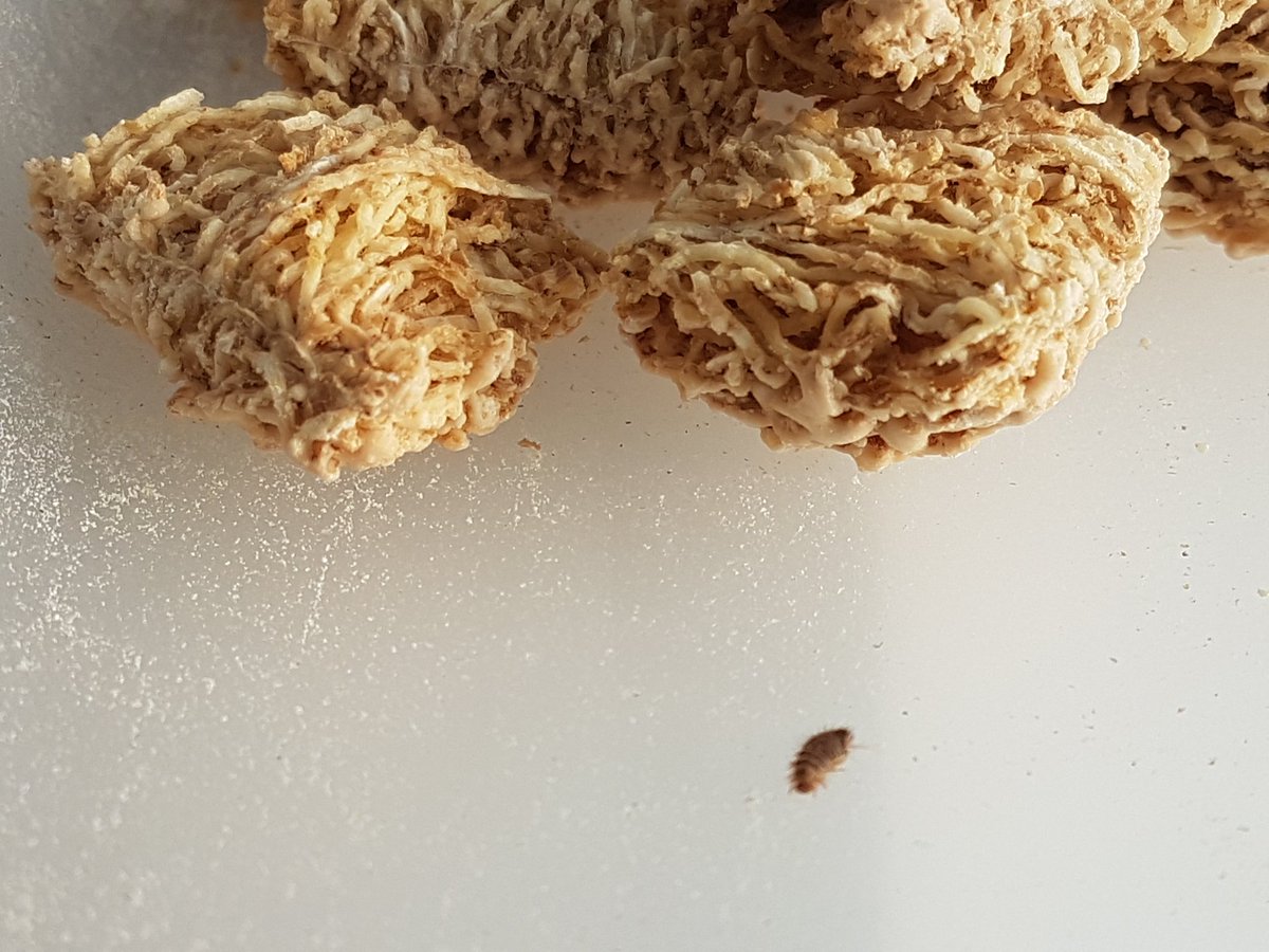 rayndaseeds's tweet photo. This little guy  was crawling  in my mini wheats  cereal this morning @KelloggCompany yikes. https://t.co/X4VZJjZtJT