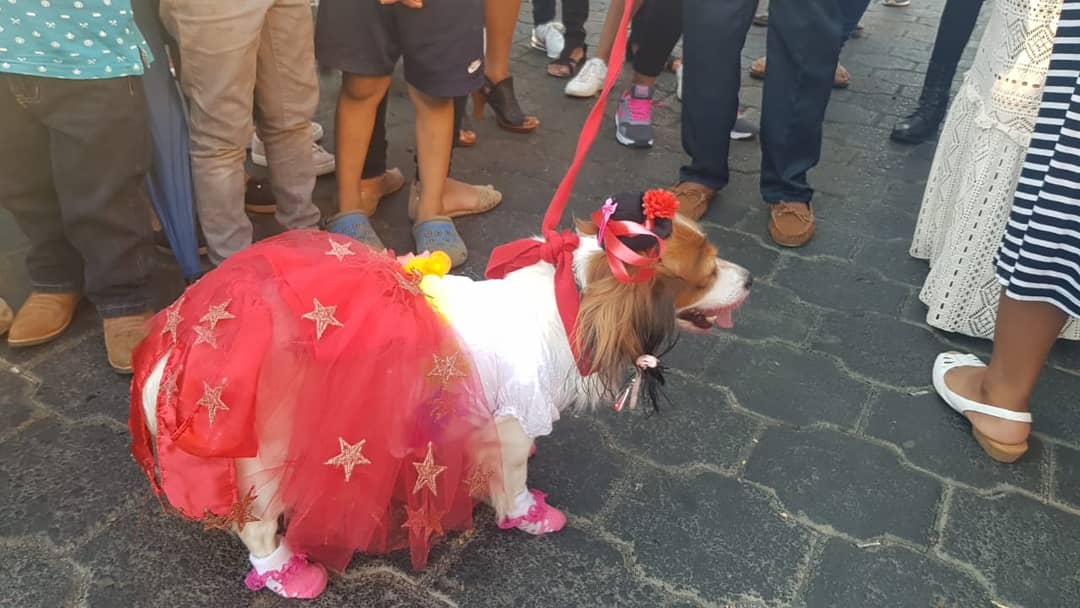 LaSandino's tweet photo. #AlDía Familias de #LaConcepcion, #Mayasa, participan en el concurso del mejor disfraz de perro en honor a las fiestas de San Lázaro https://t.co/SId6Fl97SK