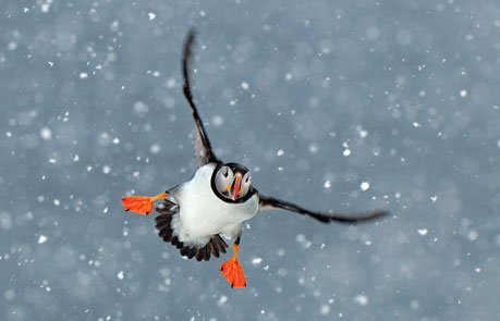 パフィン】 北極周辺に生息する鳥で、 ペンギンのような姿をしている