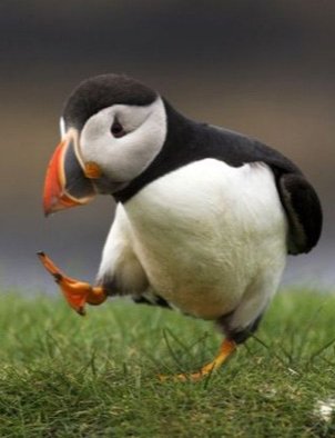 油絵　専用　ペンギンみたいな可愛すぎる鳥パフィン パフィン】 北極周辺に生息する鳥で、 ペンギンのような姿をしている