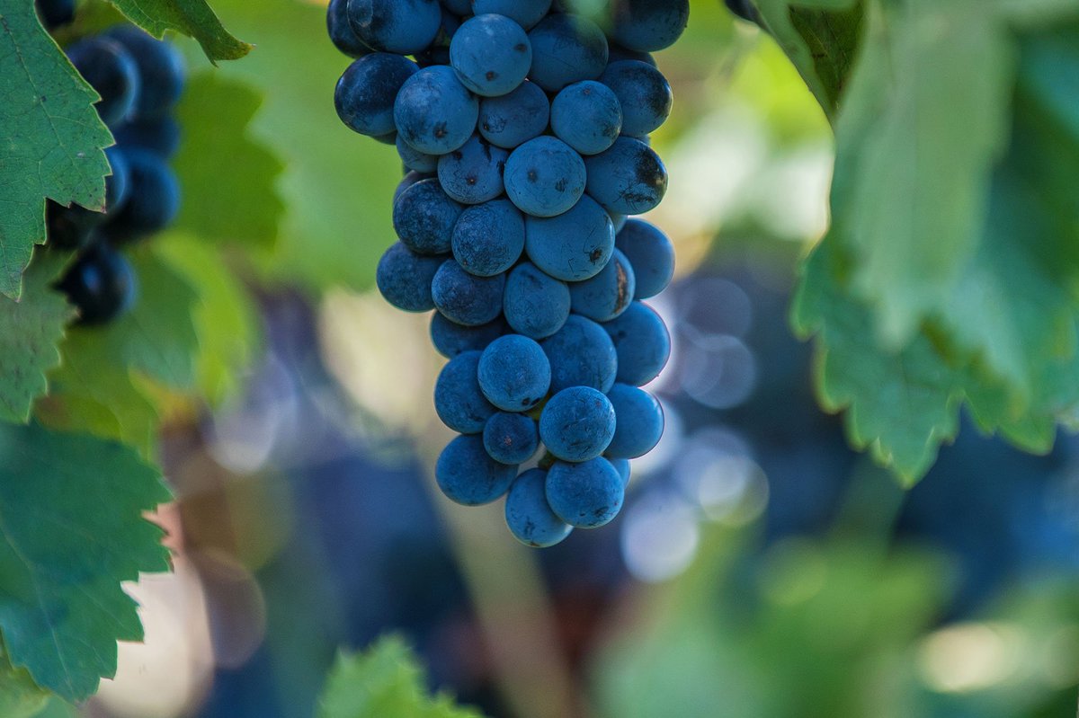 Growing Wine Exports tweet media