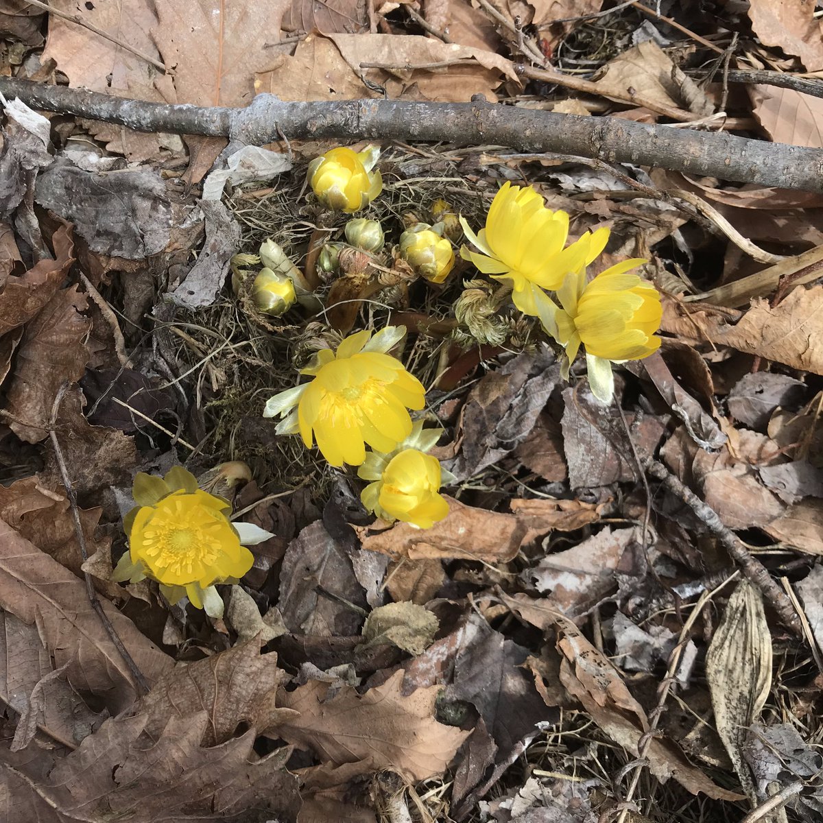 Inudzuka Yasuhiro Adonis Amurensis キタミフクジュソウ 北見福寿草 It Finally Flowered Yesterday