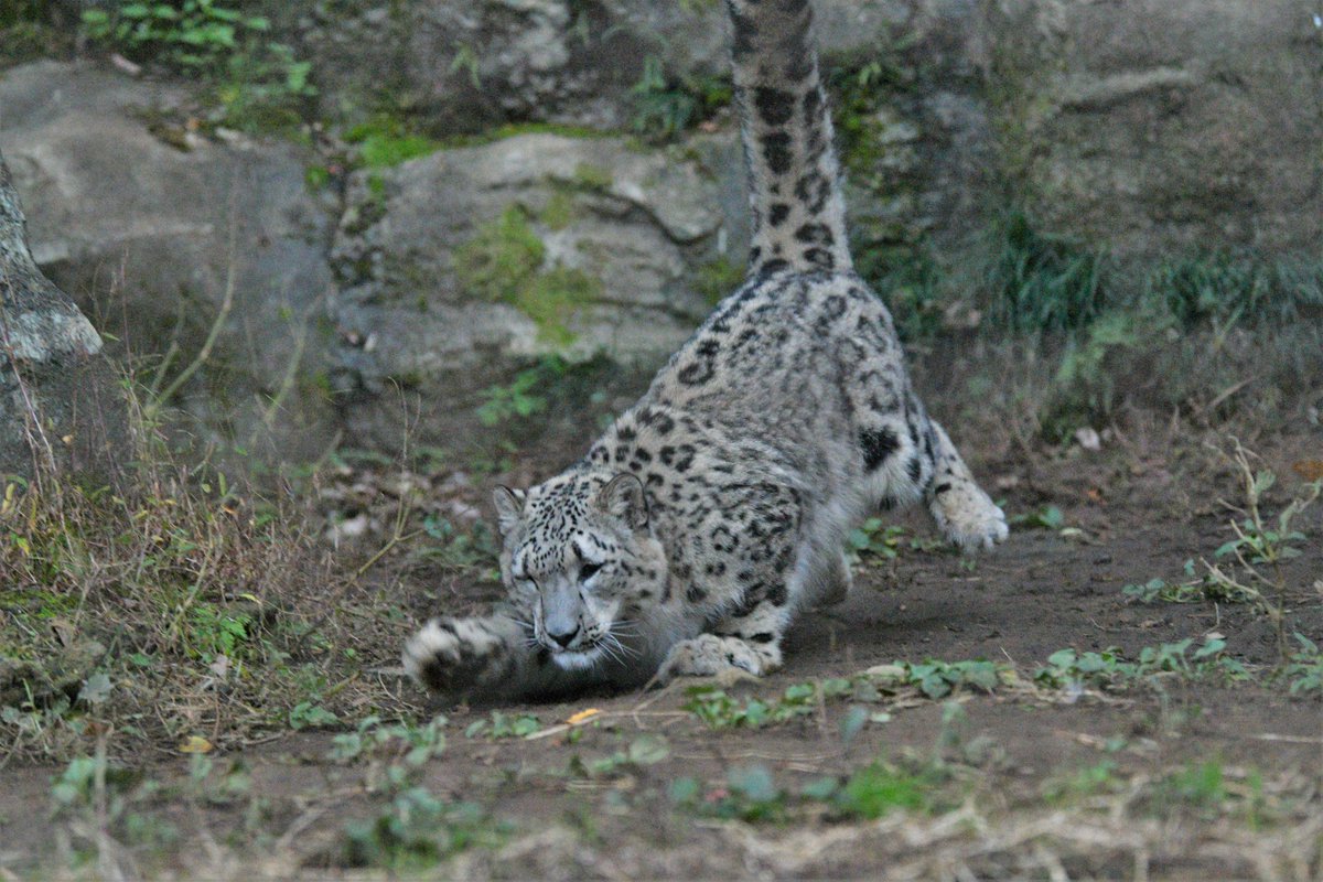 Tweet 多摩動物公園のユキヒョウのフクちゃんがかわいい Naver まとめ