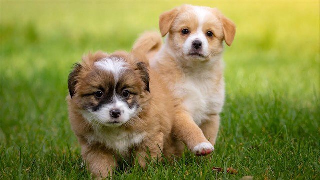 KucniLjubimciTV's tweet photo. 🐕 Mali, #Smiješni I Neodoljivo #Slatki #Štenci!!! (NAJBOLJE OD 2019)
https://t.co/6zLem4q0y5 

#SlatkiŠtenci #SlatkiPsi #SmiješniPsi #SmiješniŠtenci #cute #cutePuppies #dog #dogs #puppy #PaziMaziVoli #ItsSoFluffyImGonaDie  #VolimPse #Ljubimci #kućniLjubimci #KucniLjubimciTV https://t.co/5WhebuQUFR