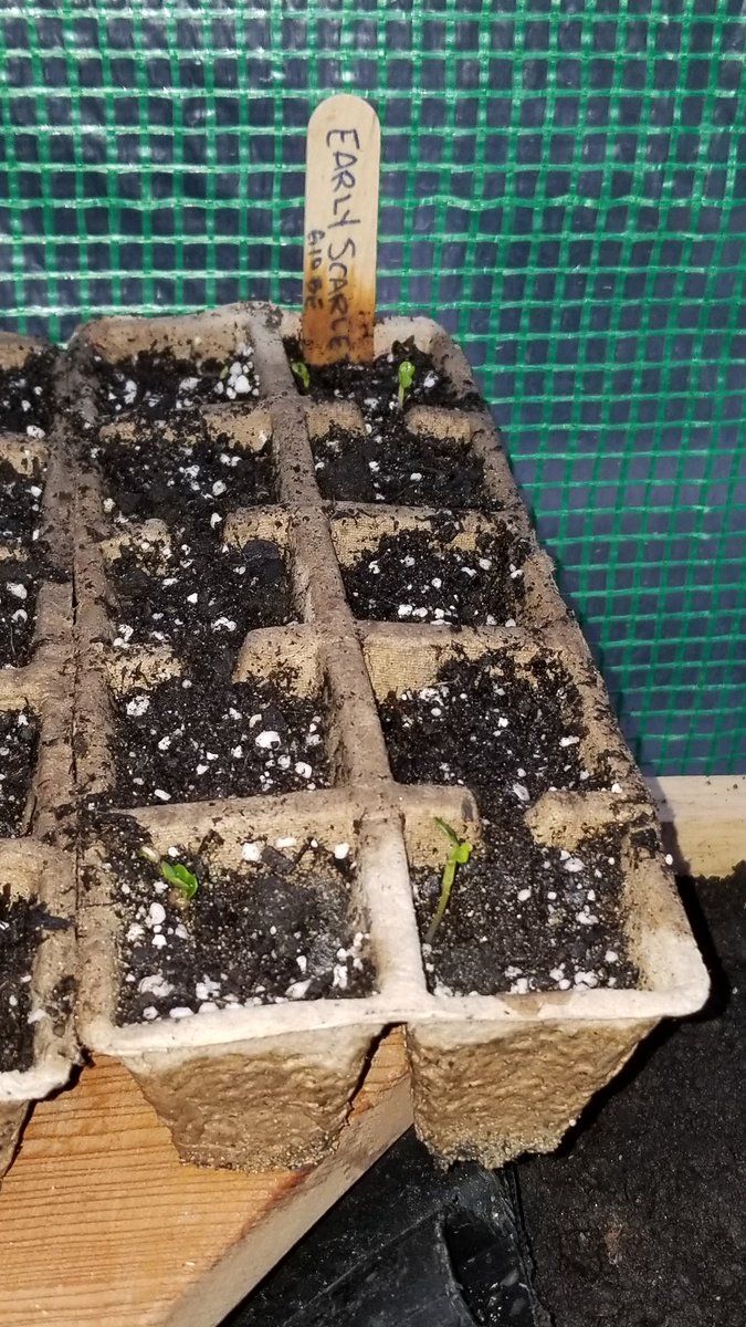 bay_jess's tweet photo. Things have been hopping around the old Bay homestead this weekend! #greenhouse #NonGMO #Homegrown #selfsufficency https://t.co/ehdmgUntwu