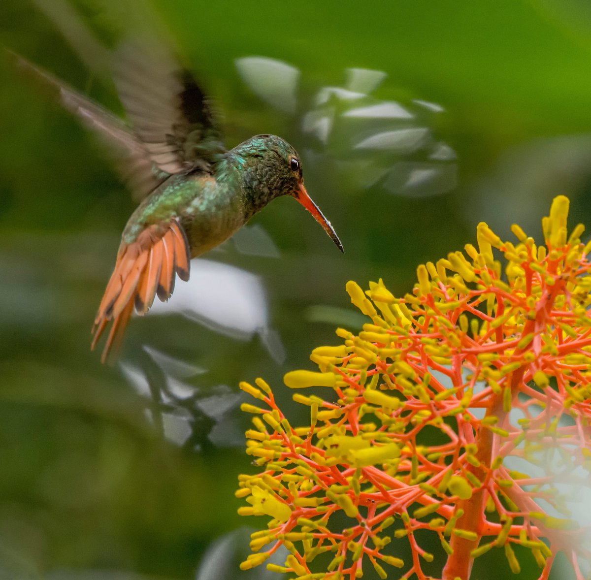 diegoetorres's tweet photo. Yo los llamo colibríes de bosque y son los que aparecen lejos entre los árboles,donde las ramas,la poca luz,el piso resbaloso hacen difícil la foto, solo el registro ya es un logro y la felicidad de verlos en su hábitat natural visitando las flores silvestres es la recompensa. https://t.co/KxnjfaaYg4