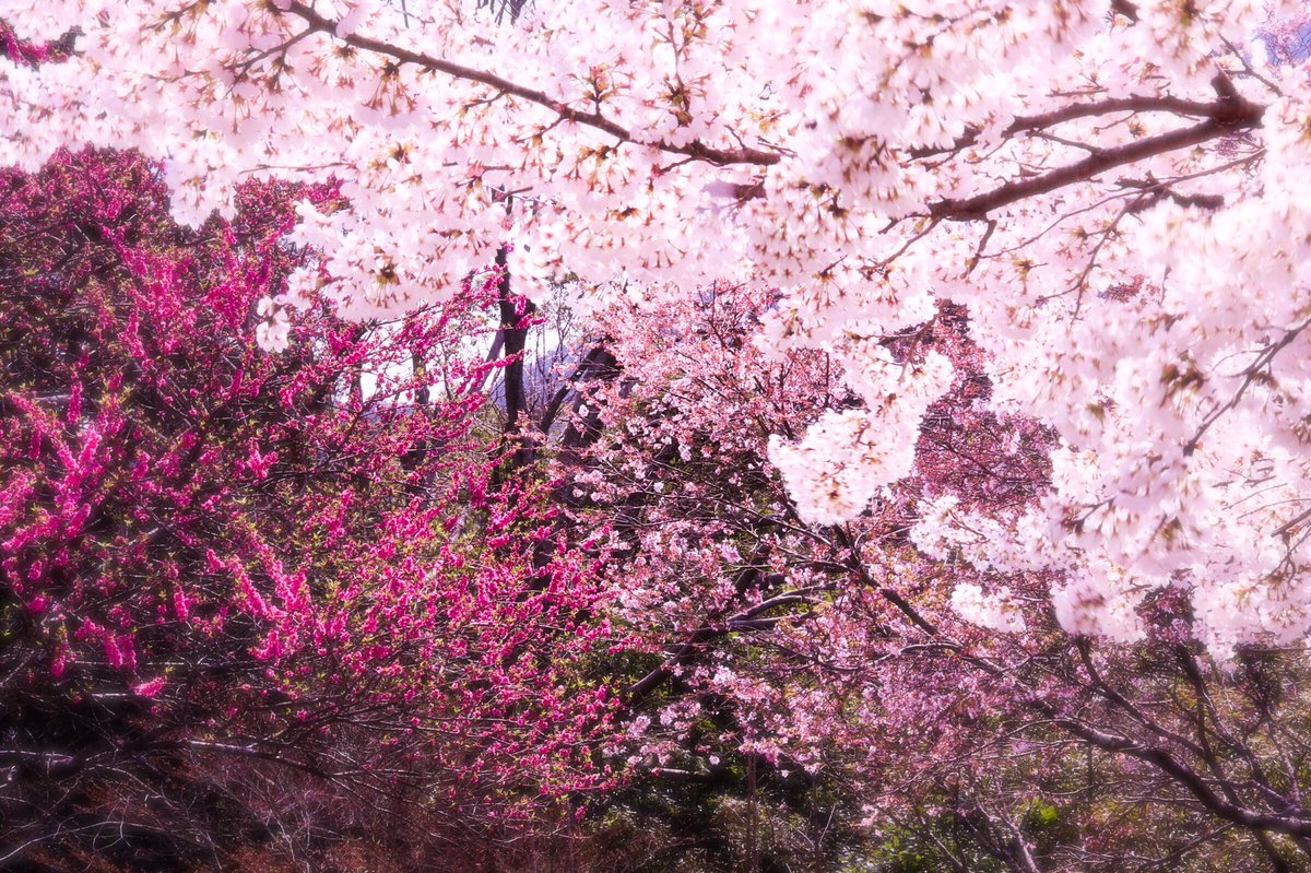 Heartful_Alien's tweet photo. またまた桜を撮ってきました🌸🌸
R25はいないですか...(・ω・｀)

#桜が美しい 
#ファインダー越しの私の世界 https://t.co/MIcNOkg1hS