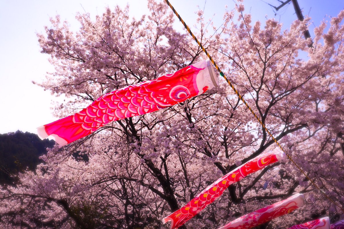Heartful_Alien's tweet photo. またまた桜を撮ってきました🌸🌸
R25はいないですか...(・ω・｀)

#桜が美しい 
#ファインダー越しの私の世界 https://t.co/MIcNOkg1hS