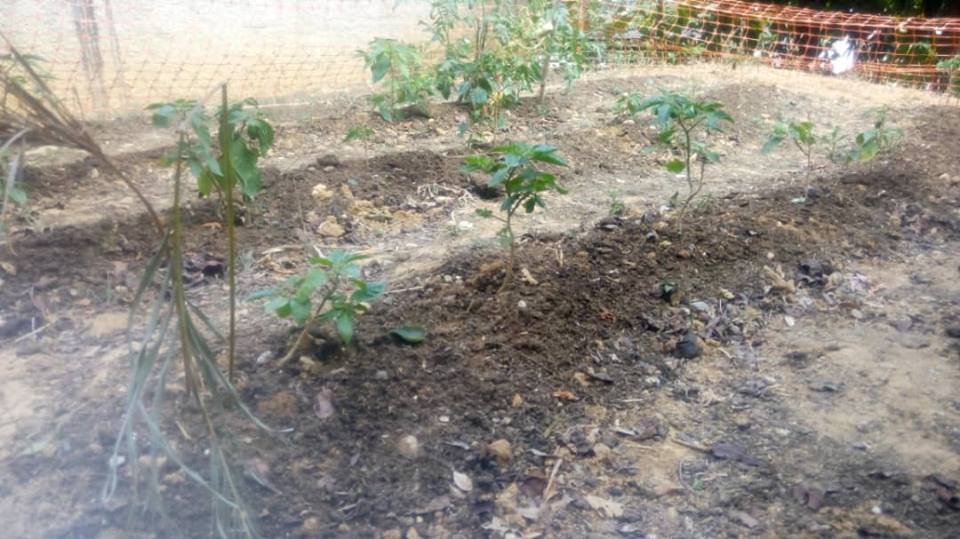 ceibelbosque's tweet photo. Impulso del PTMS a través de la creación de huertos productivos como estrategia para fortalecer la participación de la triada: escuela, familia y comunidad e incentivando el amor por la siembra, @ceibelbosque Charallave. @MPPEDUCACION @ZYSEGMIRANDA @psuvaristobulo https://t.co/ukusqKmqsT