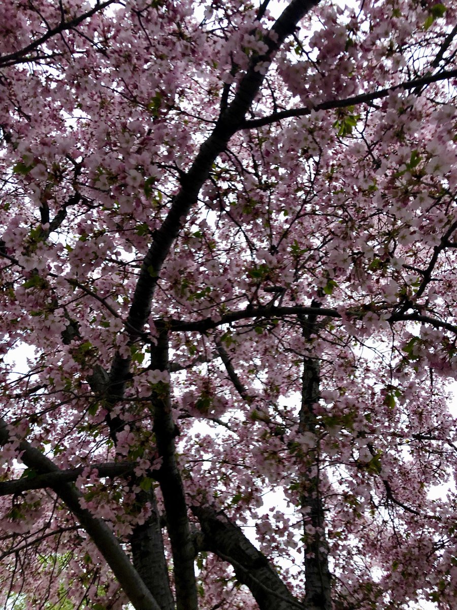 TaylorEO14's tweet image. Amazing day 1 at #AAPLegCon! Excited for the rest of the conference and to meet with the offices of Senator Toomey and Senator Casey Tuesday!  Excited to learn more about how to #PutKids1st! #PCOM @AAPSOPT #dynamicdistrict3 #polisciminor