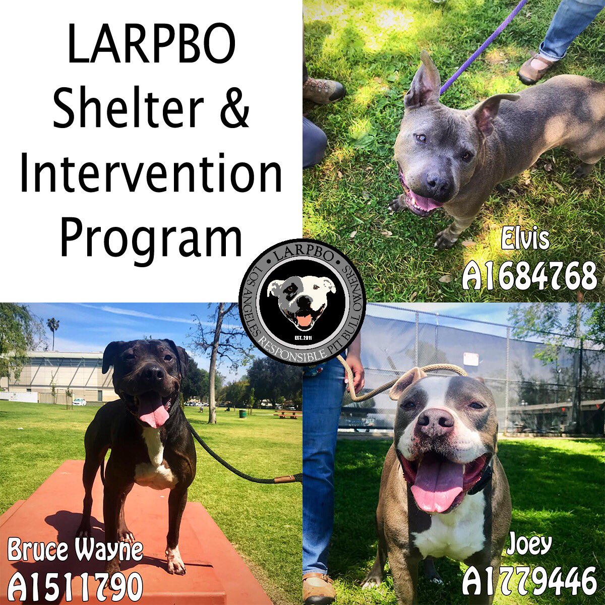 Bruce Wayne, Elvis, and Joey -- East Valley Animal Shelter dogs -- got to spend a beautiful Saturday afternoon with our trainers and trainers-in-training. Like what we do? Please support paypal.com/cgi-bin/webscr…