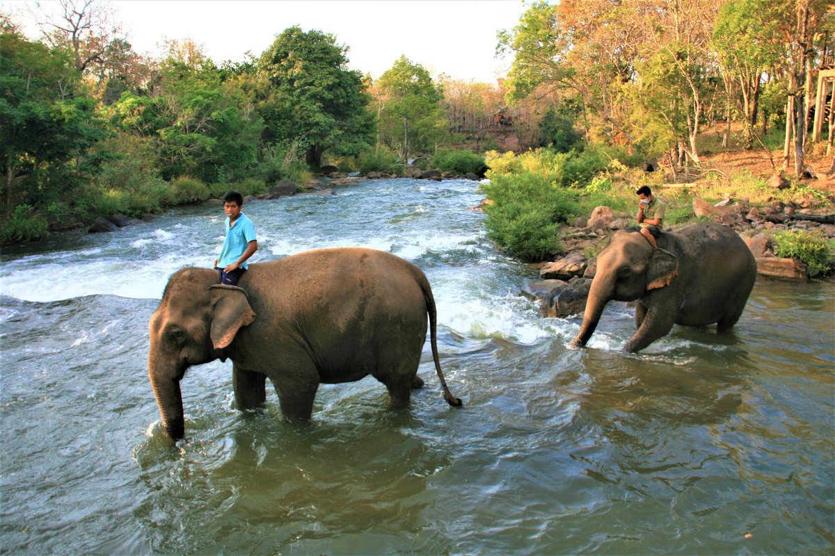 watphoutravels's tweet photo. It's time to take a bath 🐘🐘

#Tadlo #Laos #Mahout #elephant https://t.co/c2PR0Wpvgy