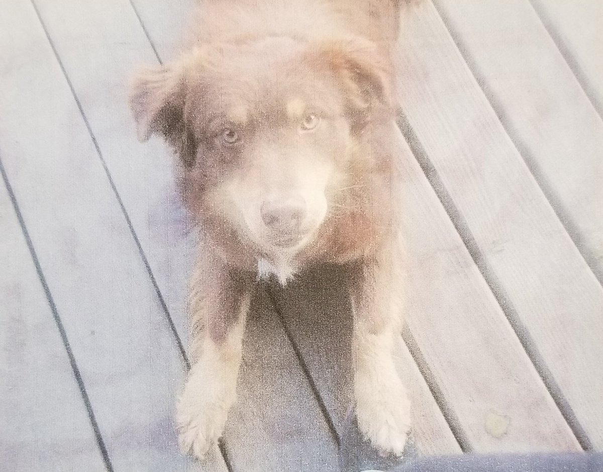 MarvelousViXEN's tweet photo. From the first photo ever taken that made me fall in love to today on his on his 15th birthday. My #soulmate, my #bestfriend, and the #loveofmylife. #HappyBirthday Beefy 💚
#australianshepherd #windpoint #redtri #beefnoodle #ilovemydogs #womansbestfriend #puppylove https://t.co/PUrF2X4iFK