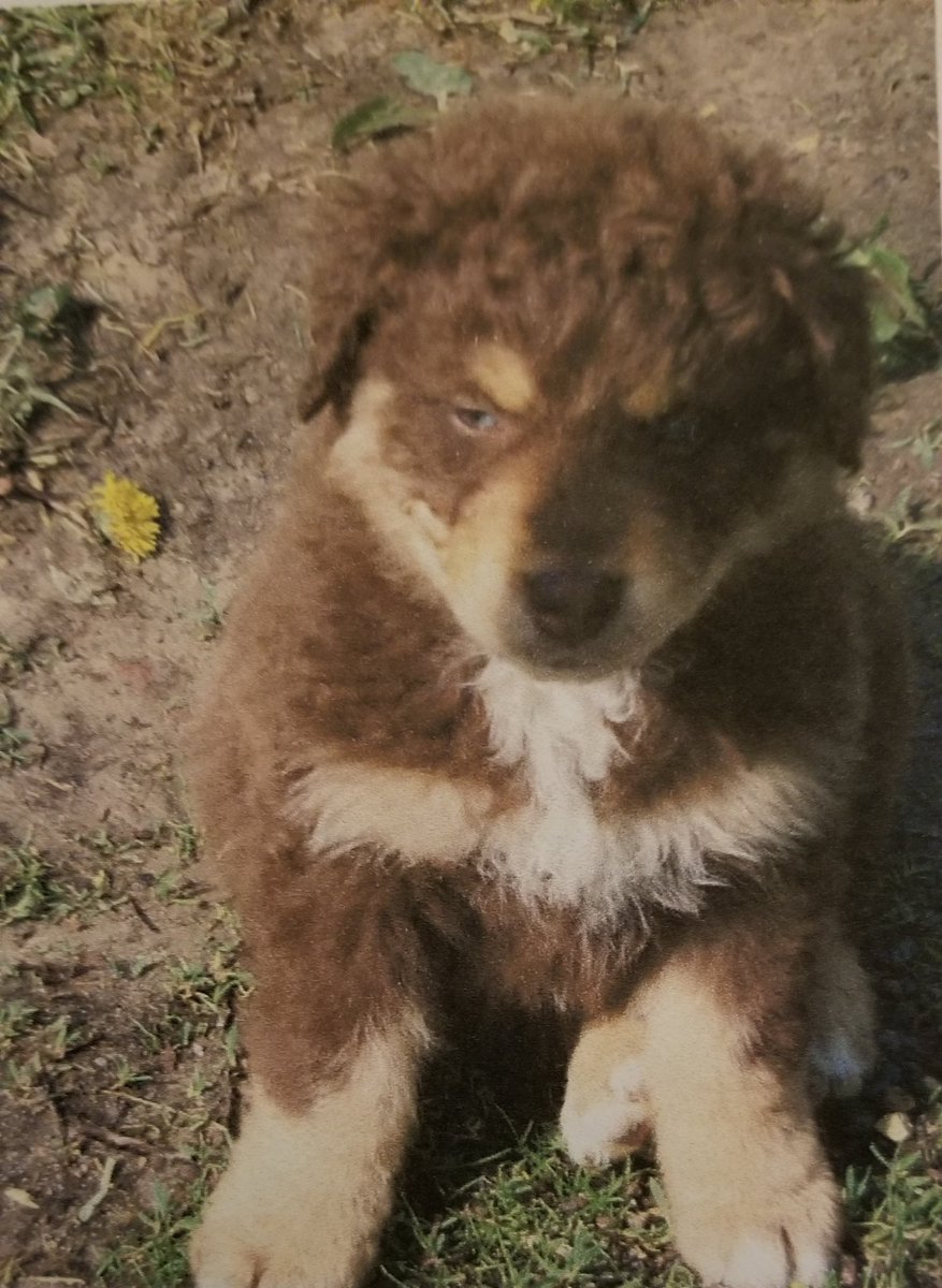 MarvelousViXEN's tweet photo. From the first photo ever taken that made me fall in love to today on his on his 15th birthday. My #soulmate, my #bestfriend, and the #loveofmylife. #HappyBirthday Beefy 💚
#australianshepherd #windpoint #redtri #beefnoodle #ilovemydogs #womansbestfriend #puppylove https://t.co/PUrF2X4iFK