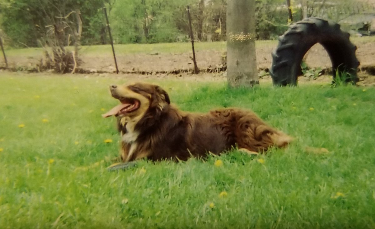 MarvelousViXEN's tweet photo. From the first photo ever taken that made me fall in love to today on his on his 15th birthday. My #soulmate, my #bestfriend, and the #loveofmylife. #HappyBirthday Beefy 💚
#australianshepherd #windpoint #redtri #beefnoodle #ilovemydogs #womansbestfriend #puppylove https://t.co/PUrF2X4iFK