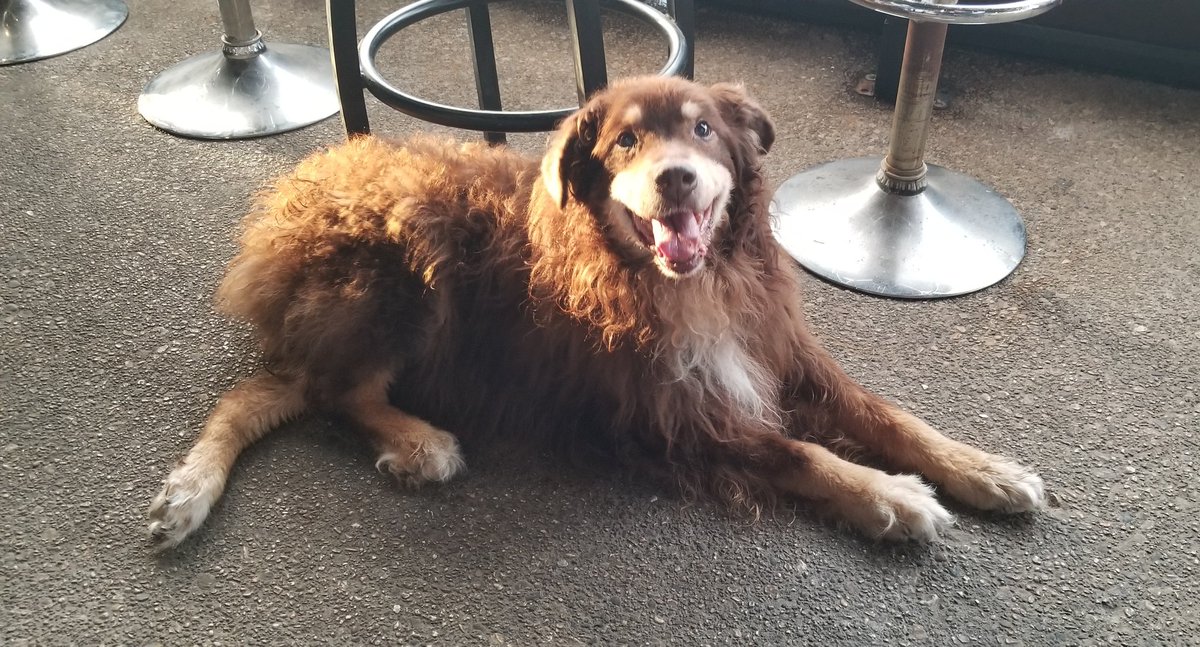 MarvelousViXEN's tweet photo. From the first photo ever taken that made me fall in love to today on his on his 15th birthday. My #soulmate, my #bestfriend, and the #loveofmylife. #HappyBirthday Beefy 💚
#australianshepherd #windpoint #redtri #beefnoodle #ilovemydogs #womansbestfriend #puppylove https://t.co/PUrF2X4iFK