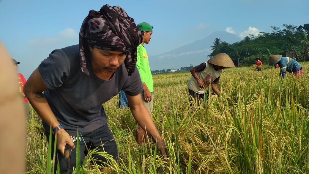 Selamat hari panen teman2 <a href="/TaniHitam/">Black Farm Municipal</a>, semoga koperasinya jadi teladan dan sukses selalu jadi punk milenial cemen sok tau dan psycho freak.
