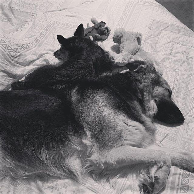 Rob Speciale tweet media