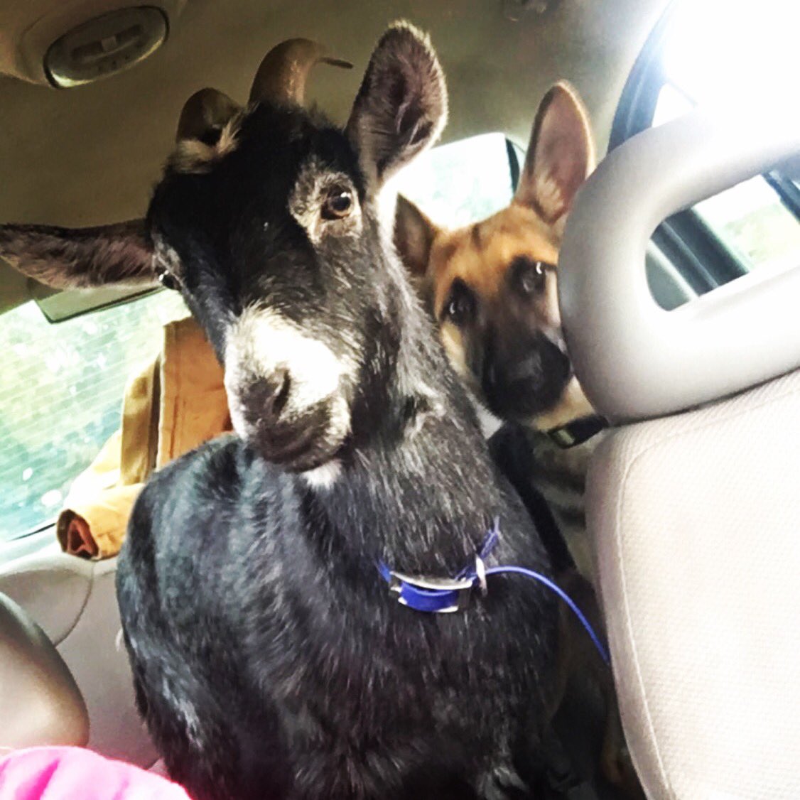 CountryBarbie7's tweet photo. When your goat is cooler than your mans dog https://t.co/gv5kAR2WsM