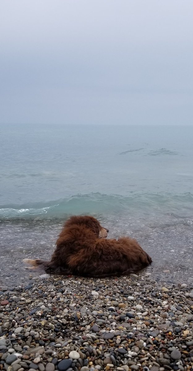WindPtAussies's tweet photo. From the moment I fell in love to today. Happy 15th birthday Beefy! He is the foundation of #windpoint and father or grandfather to every pup we've had so far.
#australianshepherd #womansbestfriend #redtri #happybirthday #puppylove https://t.co/6aF8SdP4kz