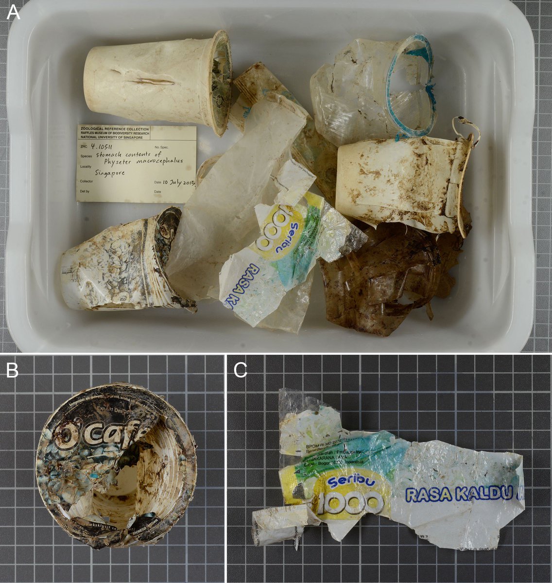 Plastic trash found in sperm whale stomach.