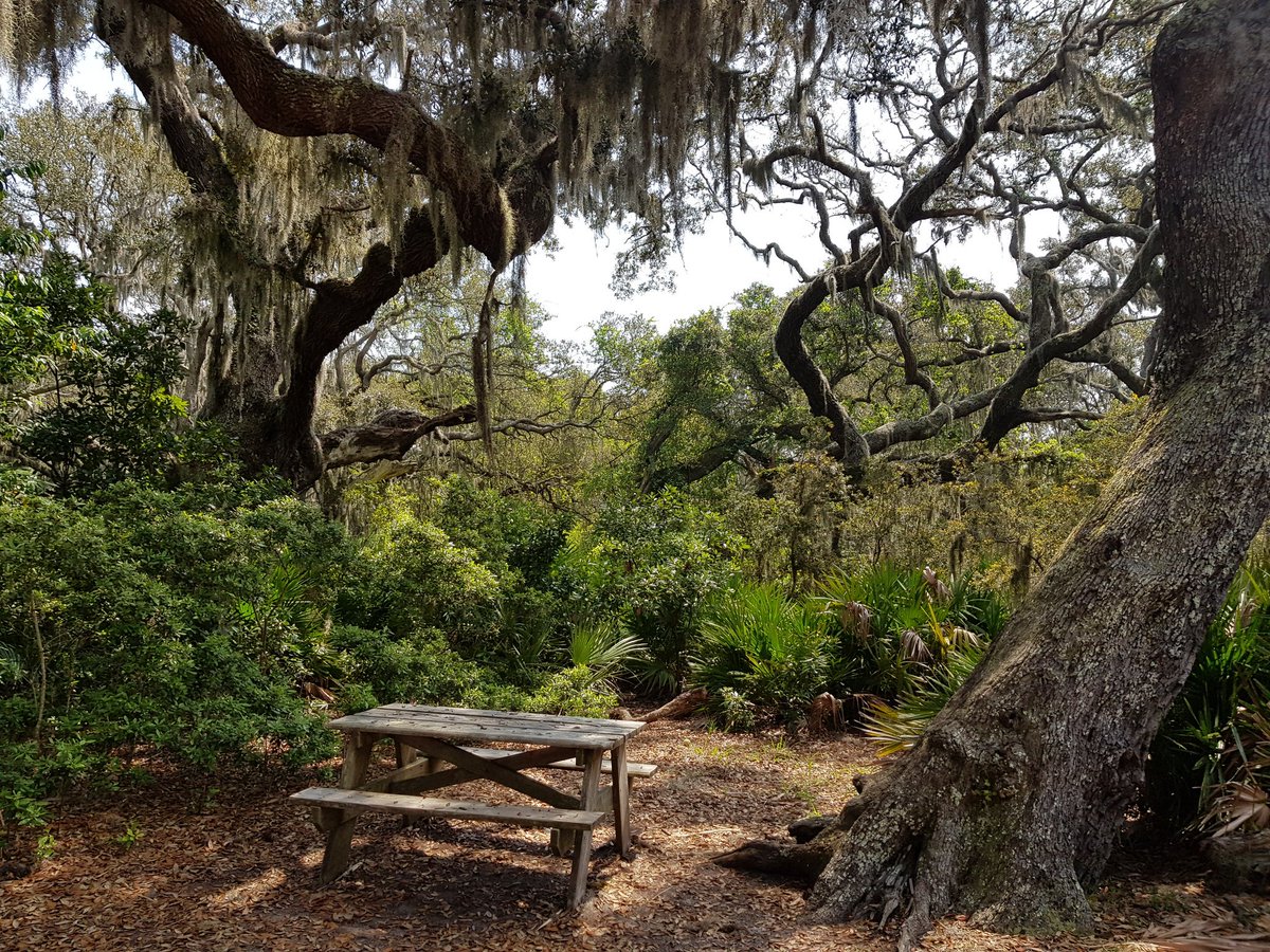 DoetsReizen's tweet photo. Wat een geweldige middag gehad op #Cumberlandisland Je kunt hier #fietsen en #hiken maar vooral genieten van de rust en de #natuur! #jandoets #doetsreizen #Georgia #USA https://t.co/MXYUYv3ReK