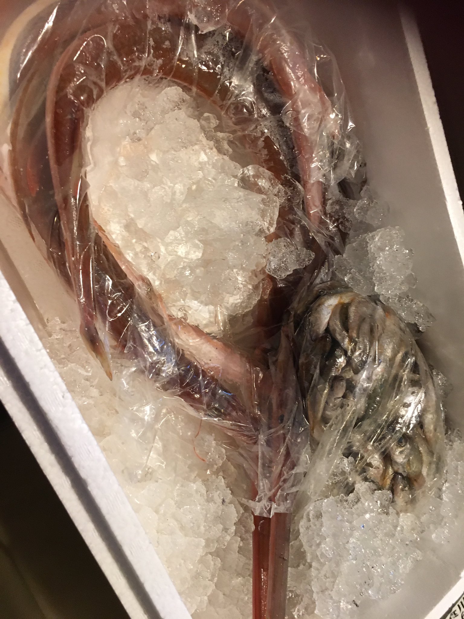 全国銘酒居酒屋 名古屋栄の料理が美味しい日本酒バー 今日はノレソレの刺身とかヤガラ 生エイヒレ 新潟の真ほっけとかいるよ 他にも色々ある 北海道のサメヒラメを買おうか悩んでやめたのを後悔してます デカくて高かったんだよ T Co