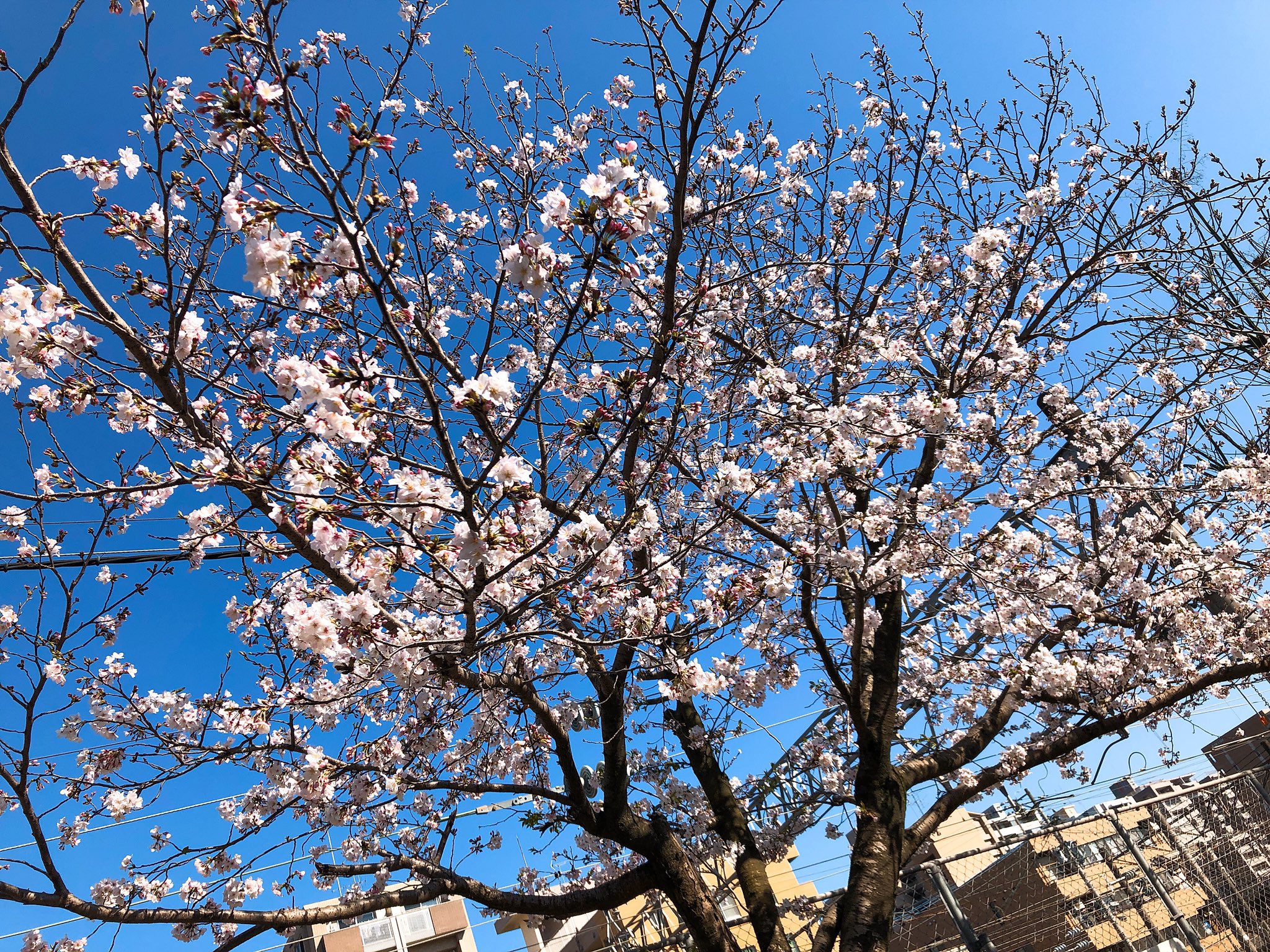 鹿児島桜 Twitter Search Twitter