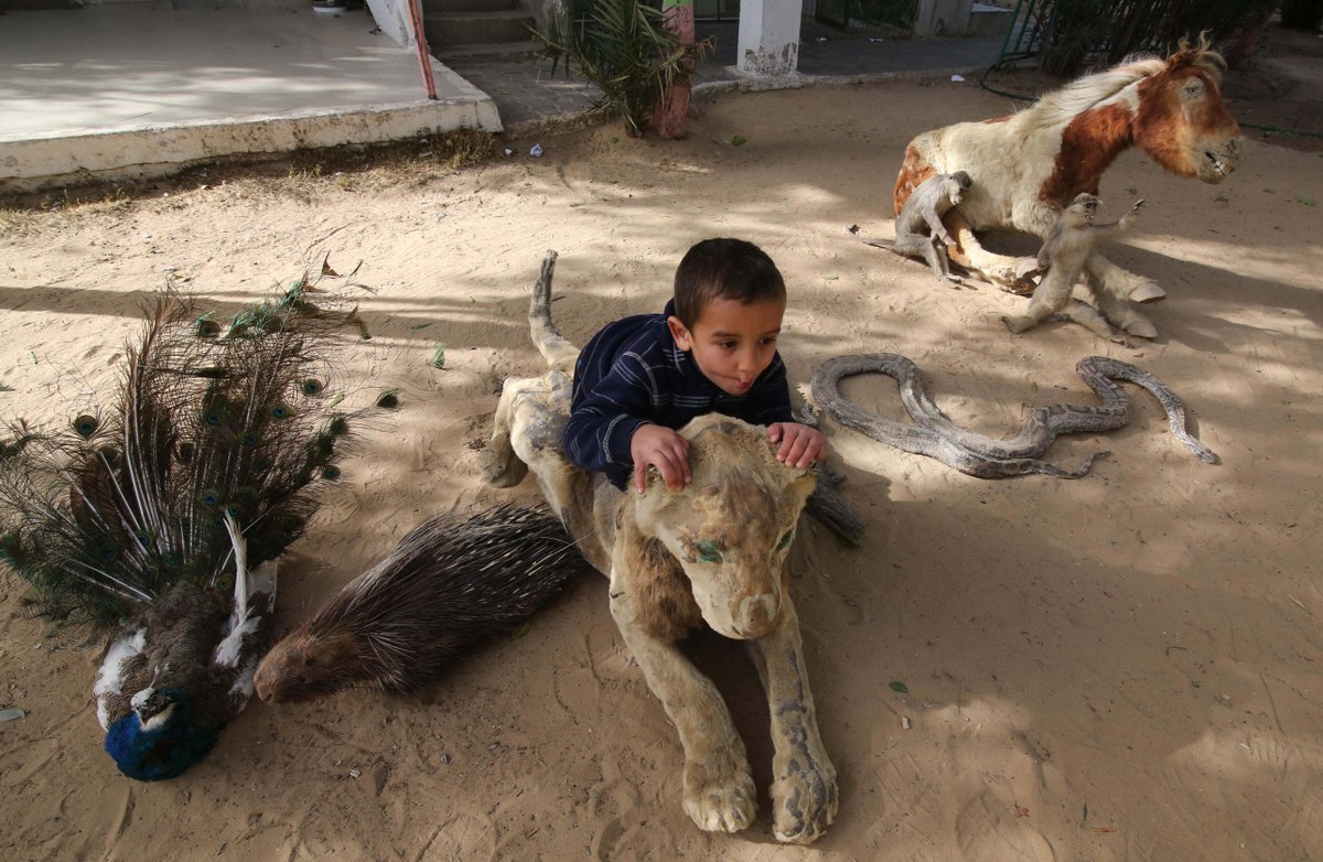 XHNews's tweet photo. 40 malnourished and sick animals were taken out of a zoo in Gaza, which made horrific headlines after four lion cubs froze to death January, then weeks later, shocking footage of a lioness being declawed with garden shears went around the globe https://t.co/Whyd4ybs0P https://t.co/XHDEa9d9VW
