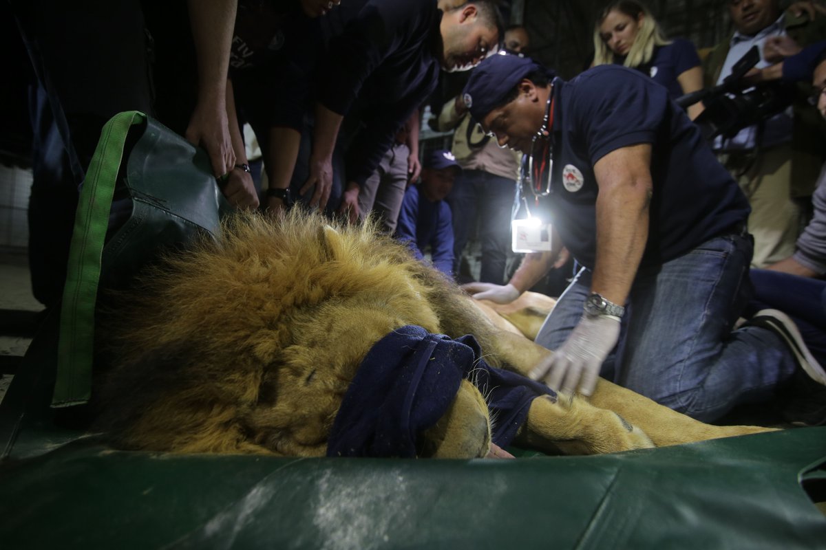 XHNews's tweet photo. 40 malnourished and sick animals were taken out of a zoo in Gaza, which made horrific headlines after four lion cubs froze to death January, then weeks later, shocking footage of a lioness being declawed with garden shears went around the globe https://t.co/Whyd4ybs0P https://t.co/XHDEa9d9VW