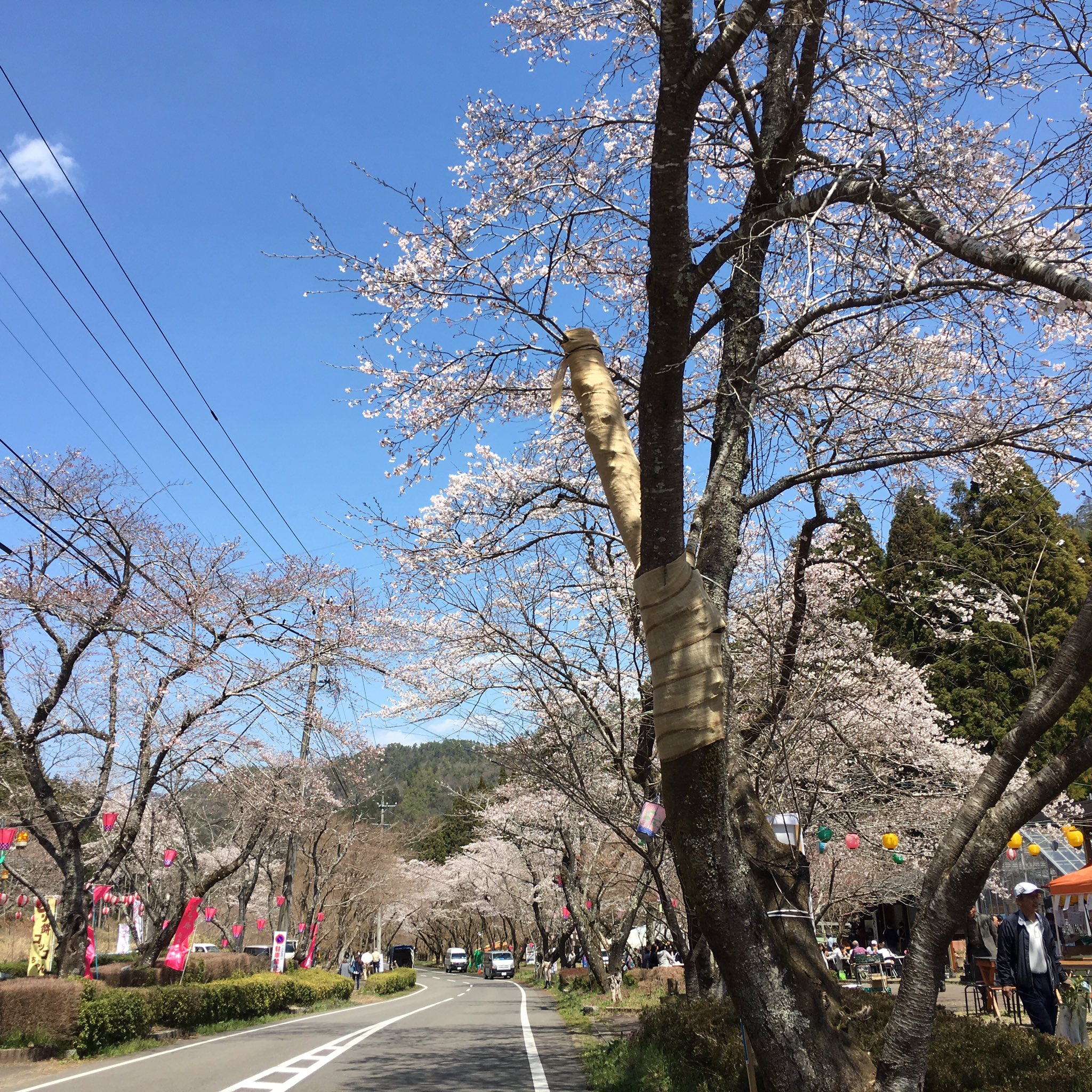 寺尾ヶ原千本桜 峠桜茶屋 Sakuratyaya Twitter