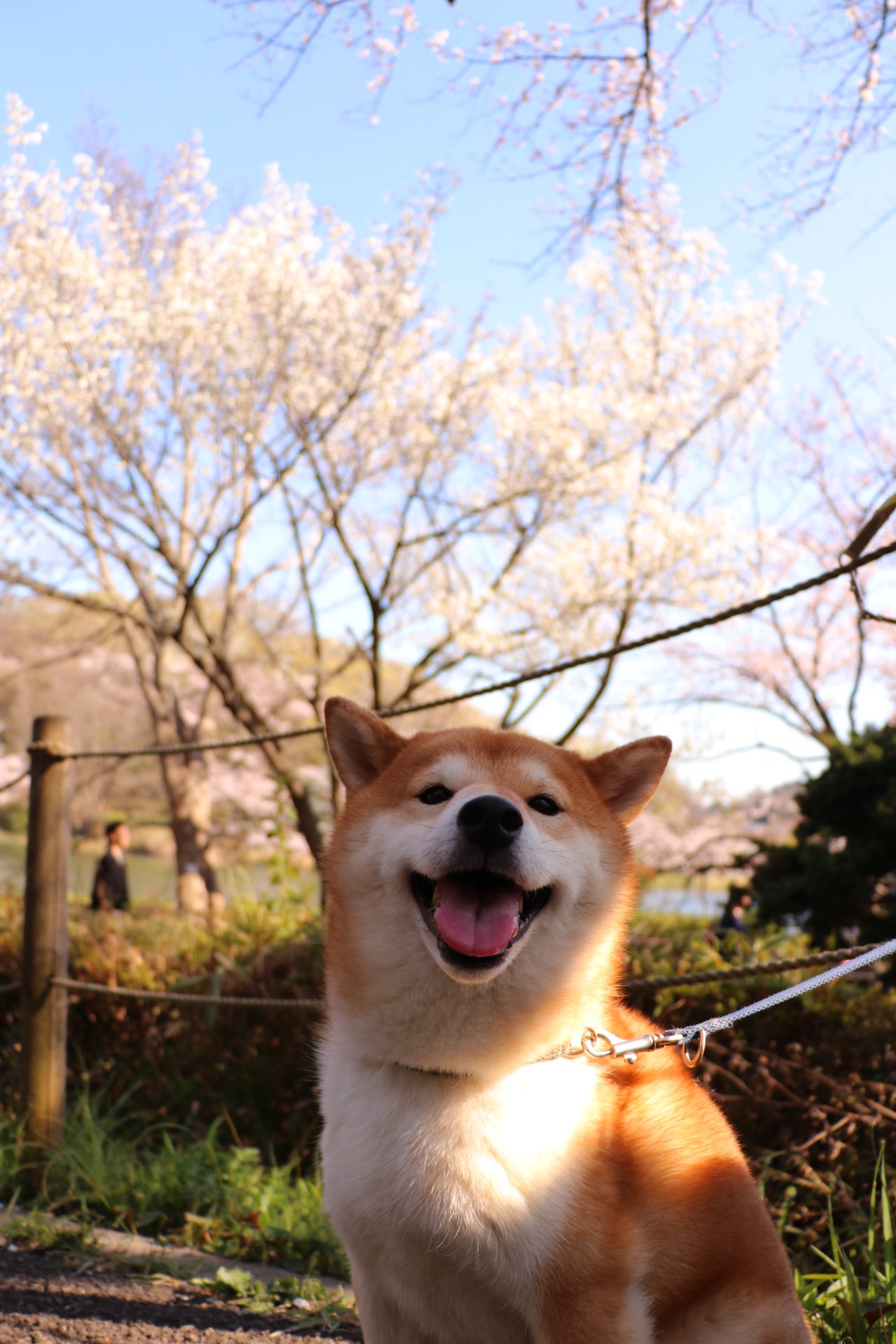 柴の日 Twitter Search Twitter