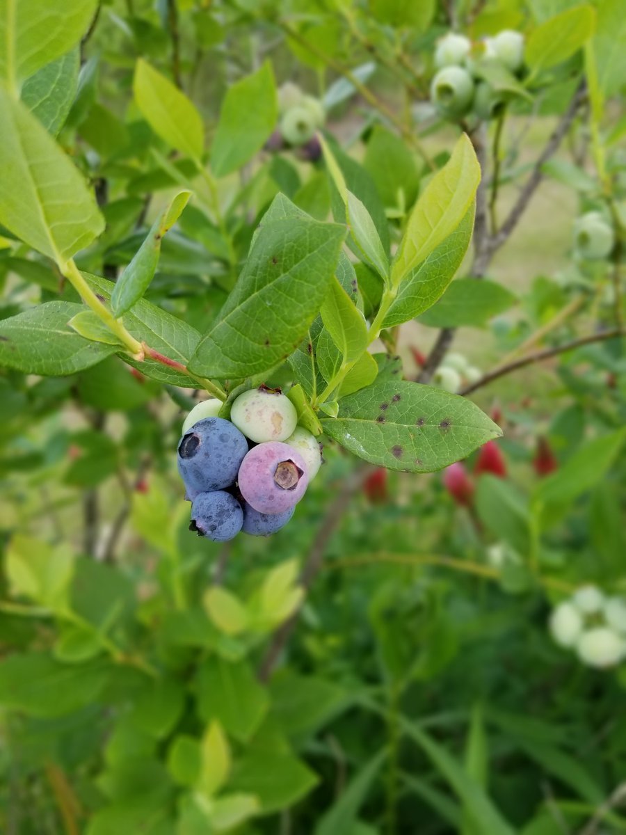 CallMeCrunchyFL's tweet photo. A great day at Jubilee Orchards!
#iHeartTally #TLH #JubileeBlues https://t.co/oUKPvBLzYC