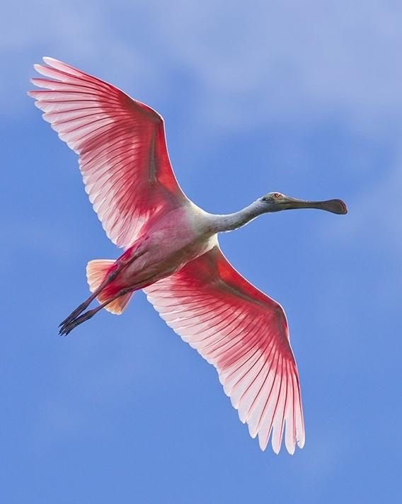 advntsatdawn's tweet photo. Rosalie Broussard for #thecroakingcontest #thecroakingcomic #thecroaking #contestentry #roseatespoonbill #cajunbird #characterdesign #adventuresinlesbianland #starfallen #webtoon https://t.co/J2CxCt8U5p